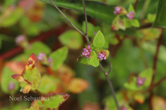 Polygonum nepalense